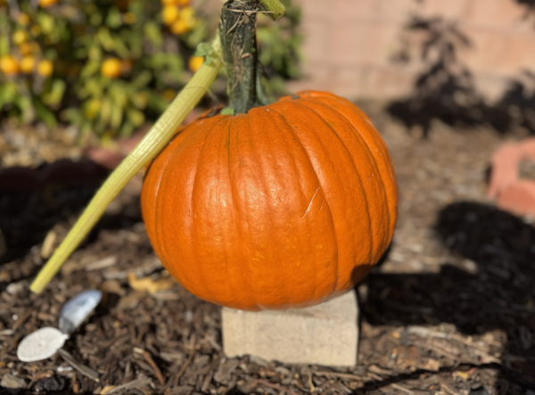 Nirvana Shiwmangal (‘25) grows her own pumpkins and gourds; at the moment, she has six or seven big pumpkins, two tiny gourds that she has grown, and ten or twelve gourds from Trader Joe’s.